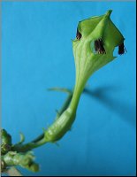 Ceropegia sandersonii ''monteroiae''1